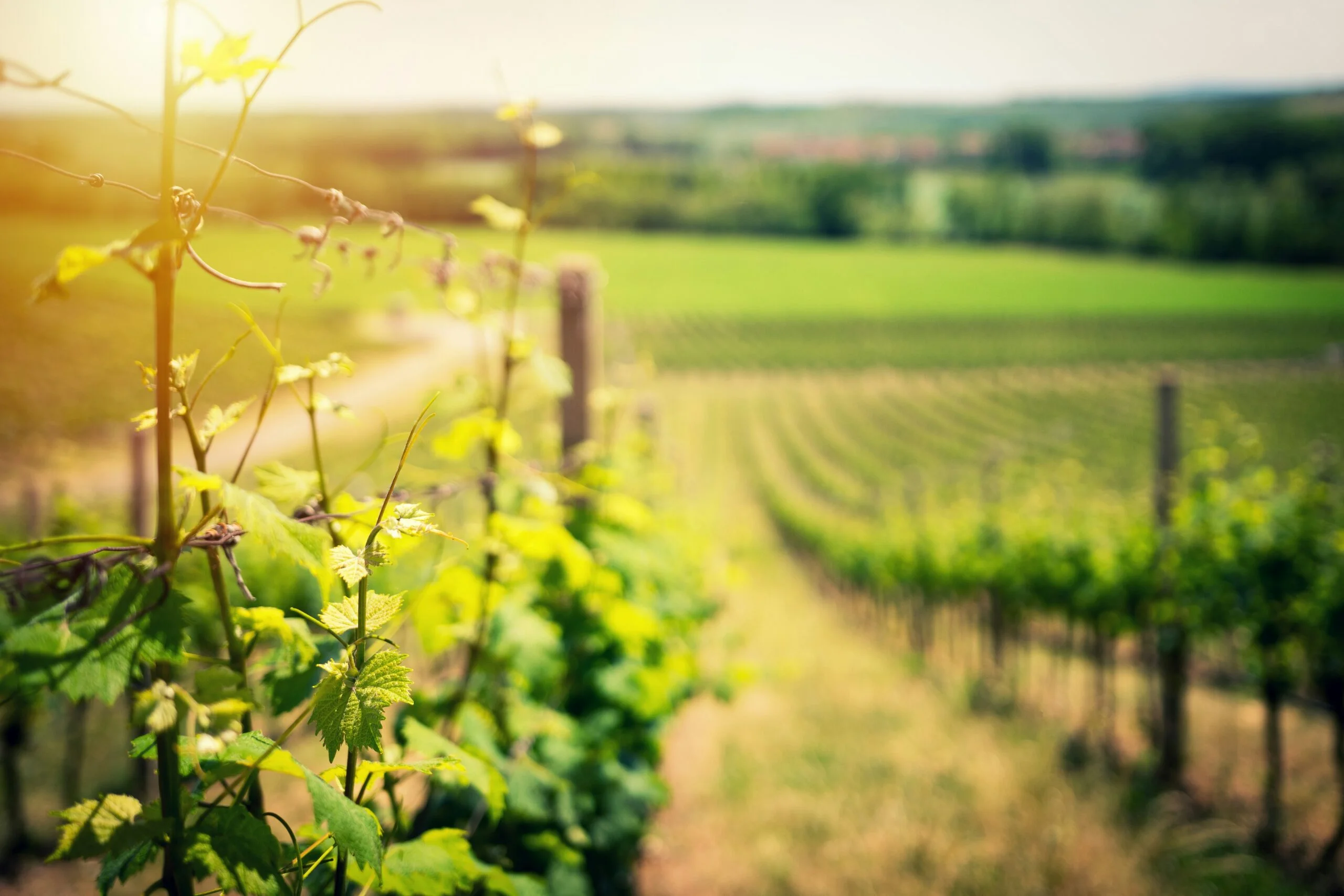 Landscape of vines